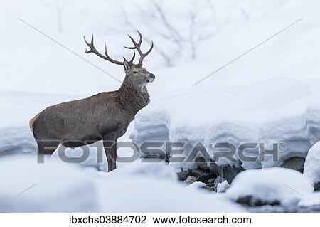 Stock Image - "Red Deer (Cervus elaphus) in winter coat, in the snow, Stubai Valley, Tyrol, Austria, Europe". Fotosearch