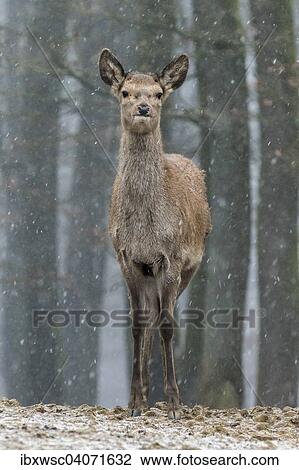 "Red Deer (Cervus elaphus), juvenile, Vulkaneifel, Rhineland-Palatinate, Germany, Europe" View Large Photo Image Stock Image - "Red Deer (Cervus elaphus), juvenile, Vulkaneifel, Rhineland-Palatinate, Germany, Europe". Fotosearch