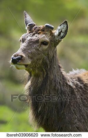 "Red Deer (Cervus elaphus), male, stag, onset of antler formation in the spring, captive, Bavaria, Germany, Europe" View Large Photo Image Stock Image - "Red Deer (Cervus elaphus), male, stag, onset of antler formation in the spring, captive, Bavaria, Germany, Europe". Fotosearch
