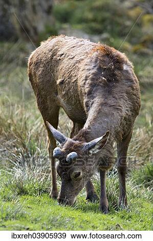 "Red Deer (Cervus elaphus), male, stag, onset of antler formation in the spring, captive, Bavaria, Germany, Europe" View Large Photo Image Stock Photo - "Red Deer (Cervus elaphus), male, stag, onset of antler formation in the spring, captive, Bavaria, Germany, Europe". Fotosearch