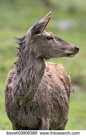 "Red Deer (Cervus elaphus), male, captive, Bavaria, Germany, Europe" View Large Photo Image Stock Photo - "Red Deer (Cervus elaphus), male, captive, Bavaria, Germany, Europe". Fotosearch