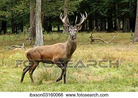 "Red Deer (Cervus elaphus), male, adult, during the rut, captive, Hanau, Hesse, Germany, Europe" View Large Photo Image Stock Photograph - "Red Deer (Cervus elaphus), male, adult, during the rut, captive, Hanau, Hesse, Germany, Europe". Fotosearch