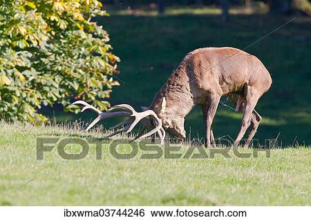 "Red Deer (Cervus elaphus) marking its territory, captive, Lower Saxony, Germany, Europe" View Large Photo Image Stock Photograph - "Red Deer (Cervus elaphus) marking its territory, captive, Lower Saxony, Germany, Europe". Fotosearch