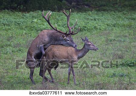 "Red deer (Cervus elaphus) mating, Arnsberg Forest, North Rhine-Westphalia, Germany, Europe" View Large Photo Image Stock Image - "Red deer (Cervus elaphus) mating, Arnsberg Forest, North Rhine-Westphalia, Germany, Europe". Fotosearch