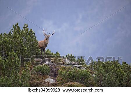 "Red Deer (Cervus elaphus), mountain stag, Stubai Valley, Tyrol, Austria, Europe" View Large Photo Image Stock Photo - "Red Deer (Cervus elaphus), mountain stag, Stubai Valley, Tyrol, Austria, Europe". Fotosearch