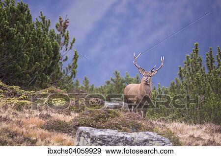 "Red Deer (Cervus elaphus), mountain stag, Stubai Valley, Tyrol, Austria, Europe" View Large Photo Image Stock Photo - "Red Deer (Cervus elaphus), mountain stag, Stubai Valley, Tyrol, Austria, Europe". Fotosearch