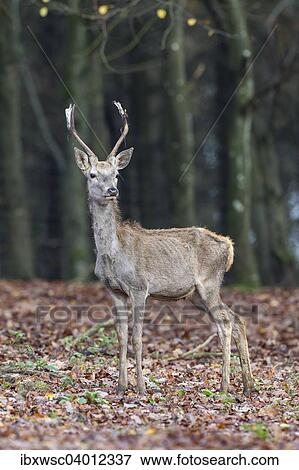 "Red Deer (Cervus elaphus), pricket, Rhineland-Palatinate, Germany, Europe" View Large Photo Image Stock Photo - "Red Deer (Cervus elaphus), pricket, Rhineland-Palatinate, Germany, Europe". Fotosearch