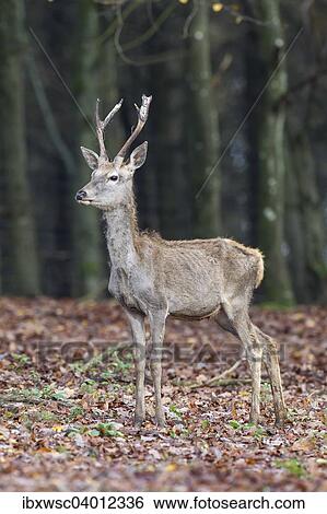 "Red Deer (Cervus elaphus), pricket, Rhineland-Palatinate, Germany, Europe" View Large Photo Image Stock Photograph - "Red Deer (Cervus elaphus), pricket, Rhineland-Palatinate, Germany, Europe". Fotosearch