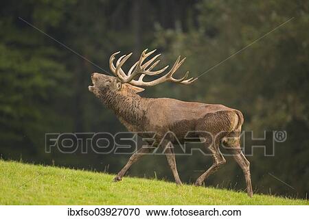"Red Deer (Cervus elaphus), roaring during the rut, captive, Lower Saxony, Germany, Europe" View Large Photo Image Stock Image - "Red Deer (Cervus elaphus), roaring during the rut, captive, Lower Saxony, Germany, Europe". Fotosearch