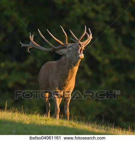 "Red Deer (Cervus elaphus), roaring during the rut in the evening light, captive, Lower Saxony, Germany, Europe" View Large Photo Image Stock Image - "Red Deer (Cervus elaphus), roaring during the rut in the evening light, captive, Lower Saxony, Germany, Europe". Fotosearch