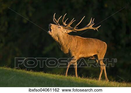 "Red Deer (Cervus elaphus), roaring during the rut in the evening light, captive, Lower Saxony, Germany, Europe" View Large Photo Image Stock Image - "Red Deer (Cervus elaphus), roaring during the rut in the evening light, captive, Lower Saxony, Germany, Europe". Fotosearch