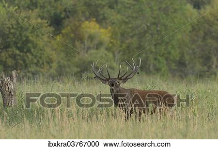 "Red Deer (Cervus elaphus), roaring, Lower Austria, Austria, Europe" View Large Photo Image Stock Image - "Red Deer (Cervus elaphus), roaring, Lower Austria, Austria, Europe". Fotosearch
