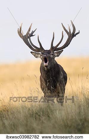 "Red Deer (Cervus elaphus), roaring stag, rut, Klampenborg, Copenhagen, Denmark, Europe" View Large Photo Image Stock Image - "Red Deer (Cervus elaphus), roaring stag, rut, Klampenborg, Copenhagen, Denmark, Europe". Fotosearch