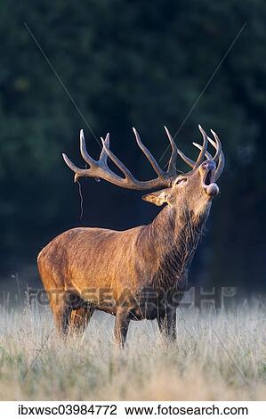 "Red Deer (Cervus elaphus), roaring stag, rut, Klampenborg, Copenhagen, Denmark, Europe" View Large Photo Image Stock Image - "Red Deer (Cervus elaphus), roaring stag, rut, Klampenborg, Copenhagen, Denmark, Europe". Fotosearch