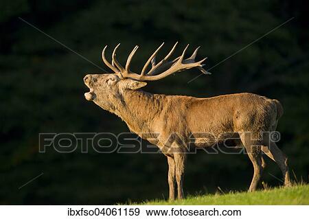 "Red Deer (Cervus elaphus), roaring during the rut in the evening light, captive, Lower Saxony, Germany, Europe" View Large Photo Image Stock Photo - "Red Deer (Cervus elaphus), roaring during the rut in the evening light, captive, Lower Saxony, Germany, Europe". Fotosearch