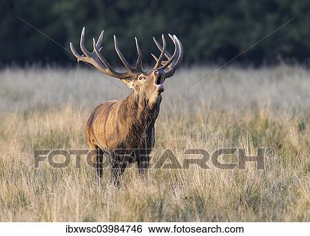 "Red Deer (Cervus elaphus), roaring stag, rut, Klampenborg, Copenhagen, Denmark, Europe" View Large Photo Image Stock Photograph - "Red Deer (Cervus elaphus), roaring stag, rut, Klampenborg, Copenhagen, Denmark, Europe". Fotosearch