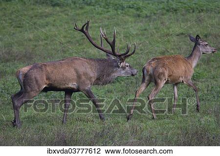 "Red deer (Cervus elaphus), rutting behavior, Arnsberg Forest, North Rhine-Westphalia, Germany, Europe" View Large Photo Image Stock Image - "Red deer (Cervus elaphus), rutting behavior, Arnsberg Forest, North Rhine-Westphalia, Germany, Europe". Fotosearch