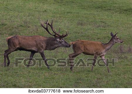 "Red deer (Cervus elaphus), rutting behavior, Arnsberg Forest, North Rhine-Westphalia, Germany, Europe" View Large Photo Image Stock Photo - "Red deer (Cervus elaphus), rutting behavior, Arnsberg Forest, North Rhine-Westphalia, Germany, Europe". Fotosearch