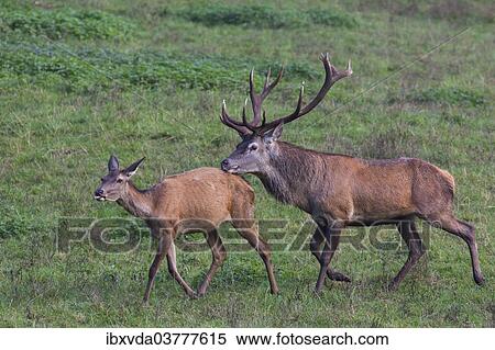 "Red deer (Cervus elaphus), rutting behavior, Arnsberg Forest, North Rhine-Westphalia, Germany, Europe" View Large Photo Image Stock Photography - "Red deer (Cervus elaphus), rutting behavior, Arnsberg Forest, North Rhine-Westphalia, Germany, Europe". Fotosearch