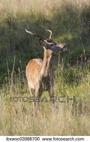 "Red Deer (Cervus elaphus), spike, Copenhagen, Denmark, Europe" View Large Photo Image Stock Image - "Red Deer (Cervus elaphus), spike, Copenhagen, Denmark, Europe". Fotosearch