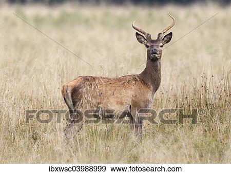 "Red Deer (Cervus elaphus), spike, Copenhagen, Denmark, Europe" View Large Photo Image Stock Photo - "Red Deer (Cervus elaphus), spike, Copenhagen, Denmark, Europe". Fotosearch