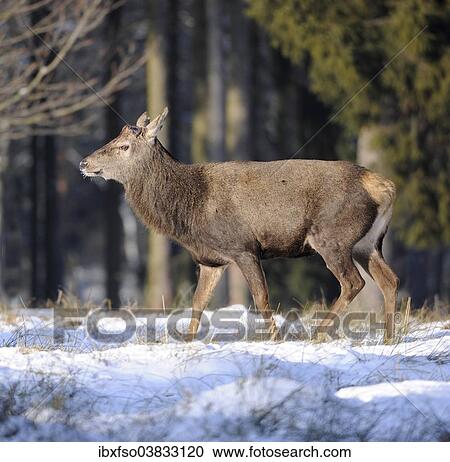 "Red Deer (Cervus elaphus), stag after dropping antlers, captive, Saxony, Germany, Europe" View Large Photo Image Stock Image - "Red Deer (Cervus elaphus), stag after dropping antlers, captive, Saxony, Germany, Europe". Fotosearch