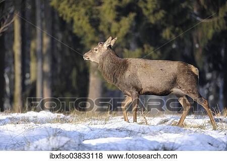 "Red Deer (Cervus elaphus), stag after dropping antlers, captive, Saxony, Germany, Europe" View Large Photo Image Stock Photo - "Red Deer (Cervus elaphus), stag after dropping antlers, captive, Saxony, Germany, Europe". Fotosearch