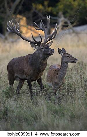 "Red Deer (Cervus elaphus), stag and doe, Copenhagen, Denmark, Europe" View Large Photo Image Picture - "Red Deer (Cervus elaphus), stag and doe, Copenhagen, Denmark, Europe". Fotosearch