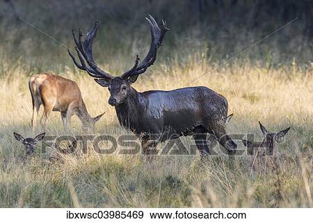 "Red Deer (Cervus elaphus), stag and hinds, Copenhagen, Denmark, Europe" View Large Photo Image Stock Photo - "Red Deer (Cervus elaphus), stag and hinds, Copenhagen, Denmark, Europe". Fotosearch