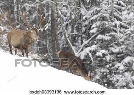 "Red deer (Cervus elaphus), stag and hind in the snow, Allgau, Swabia, Bavaria, Germany, Europe" View Large Photo Image Stock Photograph - "Red deer (Cervus elaphus), stag and hind in the snow, Allgau, Swabia, Bavaria, Germany, Europe". Fotosearch
