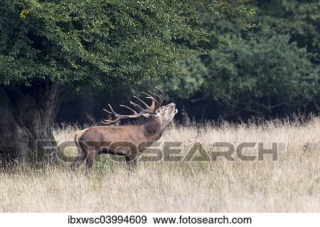 "Red Deer (Cervus elaphus) stag bugling in rut, Copenhagen, Denmark, Europe" View Large Photo Image Stock Photo - "Red Deer (Cervus elaphus) stag bugling in rut, Copenhagen, Denmark, Europe". Fotosearch