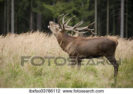 "Red Deer (Cervus elaphus), stag during the rutting season, captive, Saxony, Germany, Europe" View Large Photo Image Stock Image - "Red Deer (Cervus elaphus), stag during the rutting season, captive, Saxony, Germany, Europe". Fotosearch