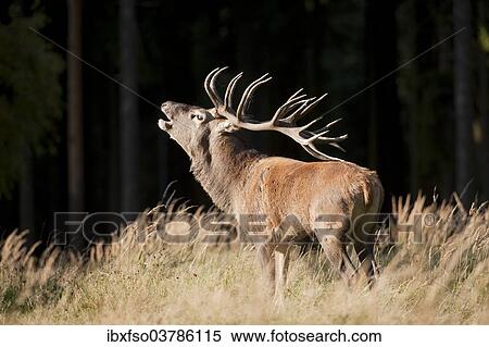 "Red Deer (Cervus elaphus), stag during the rutting season, captive, Saxony, Germany, Europe" View Large Photo Image Stock Photography - "Red Deer (Cervus elaphus), stag during the rutting season, captive, Saxony, Germany, Europe". Fotosearch
