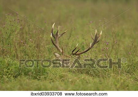 "Red Deer (Cervus elaphus), stag hiding in tall grass, Oostvaardersplassen, The Netherlands, Europe" View Large Photo Image Stock Photo - "Red Deer (Cervus elaphus), stag hiding in tall grass, Oostvaardersplassen, The Netherlands, Europe". Fotosearch