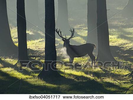 Stock Photo - "Red Deer (Cervus elaphus), stag in a spruce forest, captive, Lower Saxony, Germany, Europe". Fotosearch