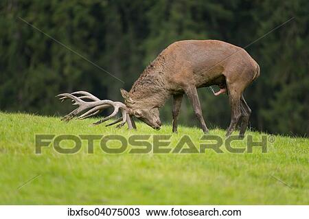 "Red Deer (Cervus elaphus), stag, in the rut, excited deer pushing its antlers into the ground, captive, Lower Saxony, Germany, Europe" View Large Photo Image Stock Image - "Red Deer (Cervus elaphus), stag, in the rut, excited deer pushing its antlers into the ground, captive, Lower Saxony, Germany, Europe". Fotosearch