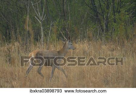 Stock Image - "Red Deer (Cervus elaphus), stag in velvet, Lobau, Donau-Auen National Park, Lower Austria, Austria, Europe". Fotosearch
