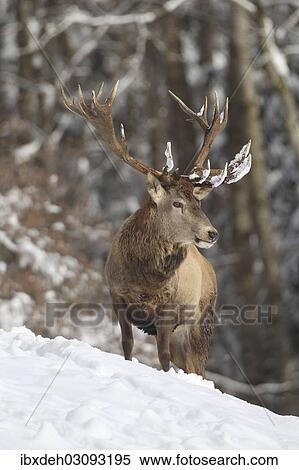 "Red deer (Cervus elaphus), stag, in the snow, Allgau, Swabia, Bavaria, Germany, Europe" View Large Photo Image Stock Photography - "Red deer (Cervus elaphus), stag, in the snow, Allgau, Swabia, Bavaria, Germany, Europe". Fotosearch