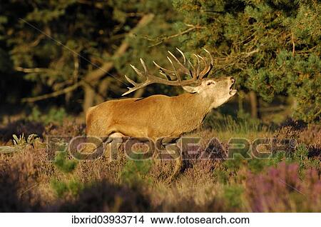 "Red Deer (Cervus elaphus) stag, or royal stag, in heathland, in the evening light, Hoge Veluwe, The Netherlands, Europe" View Large Photo Image Picture - "Red Deer (Cervus elaphus) stag, or royal stag, in heathland, in the evening light, Hoge Veluwe, The Netherlands, Europe". Fotosearch