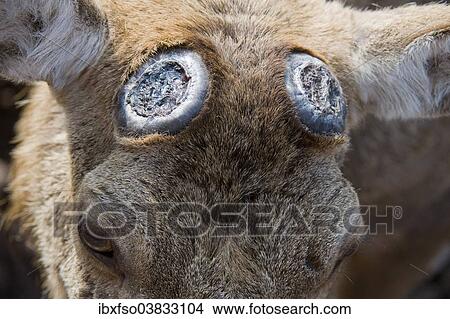 "Red Deer (Cervus elaphus), stag, breaks at the pedicles shortly after the dropping of antlers, captive, Saxony, Germany, Europe" View Large Photo Image Picture - "Red Deer (Cervus elaphus), stag, breaks at the pedicles shortly after the dropping of antlers, captive, Saxony, Germany, Europe". Fotosearch