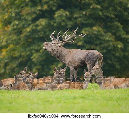"Red Deer (Cervus elaphus), stag, bellowing during the rut, captive, Lower Saxony, Germany, Europe" View Large Photo Image Picture - "Red Deer (Cervus elaphus), stag, bellowing during the rut, captive, Lower Saxony, Germany, Europe". Fotosearch