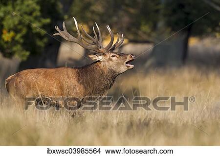 "Red Deer (Cervus elaphus), stag, Klampenborg, Copenhagen, Denmark, Europe" View Large Photo Image Picture - "Red Deer (Cervus elaphus), stag, Klampenborg, Copenhagen, Denmark, Europe". Fotosearch