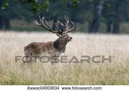 "Red deer (Cervus elaphus), stag, Copenhagen, Denmark, Europe" View Large Photo Image Picture - "Red deer (Cervus elaphus), stag, Copenhagen, Denmark, Europe". Fotosearch