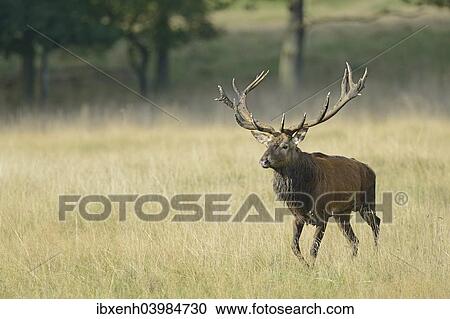 "Red Deer (Cervus elaphus), stag, Denmark, Europe" View Large Photo Image Stock Image - "Red Deer (Cervus elaphus), stag, Denmark, Europe". Fotosearch