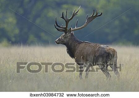 Stock Image - "Red Deer (Cervus elaphus), stag, Denmark, Europe". Fotosearch