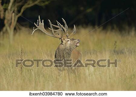 "Red Deer (Cervus elaphus), stag, Denmark, Europe" View Large Photo Image Stock Image - "Red Deer (Cervus elaphus), stag, Denmark, Europe". Fotosearch