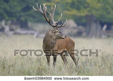 "Red Deer (Cervus elaphus), stag, Denmark, Europe" View Large Photo Image Stock Image - "Red Deer (Cervus elaphus), stag, Denmark, Europe". Fotosearch
