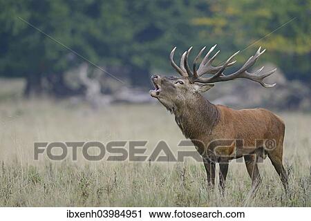 "Red Deer (Cervus elaphus), stag, Denmark, Europe" View Large Photo Image Stock Image - "Red Deer (Cervus elaphus), stag, Denmark, Europe". Fotosearch