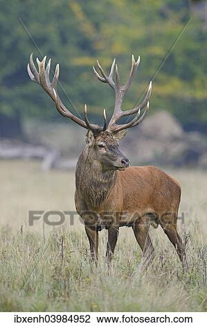 "Red Deer (Cervus elaphus), stag, Denmark, Europe" View Large Photo Image Stock Image - "Red Deer (Cervus elaphus), stag, Denmark, Europe". Fotosearch