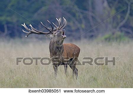 "Red Deer (Cervus elaphus), stag roaring, Jaegersborg, Copenhagen, Denmark, Europe" View Large Photo Image Stock Image - "Red Deer (Cervus elaphus), stag roaring, Jaegersborg, Copenhagen, Denmark, Europe". Fotosearch